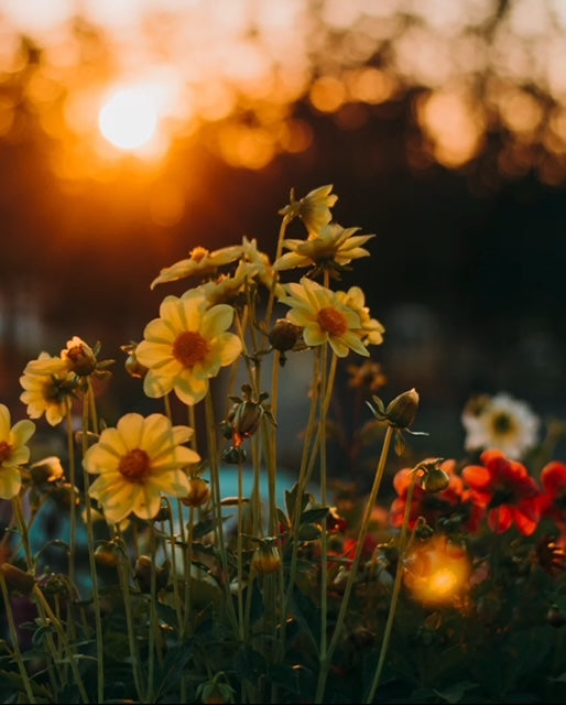 Flower Crowns After Sunset - A cowboy romance book night by Flower Crowns & Fiction